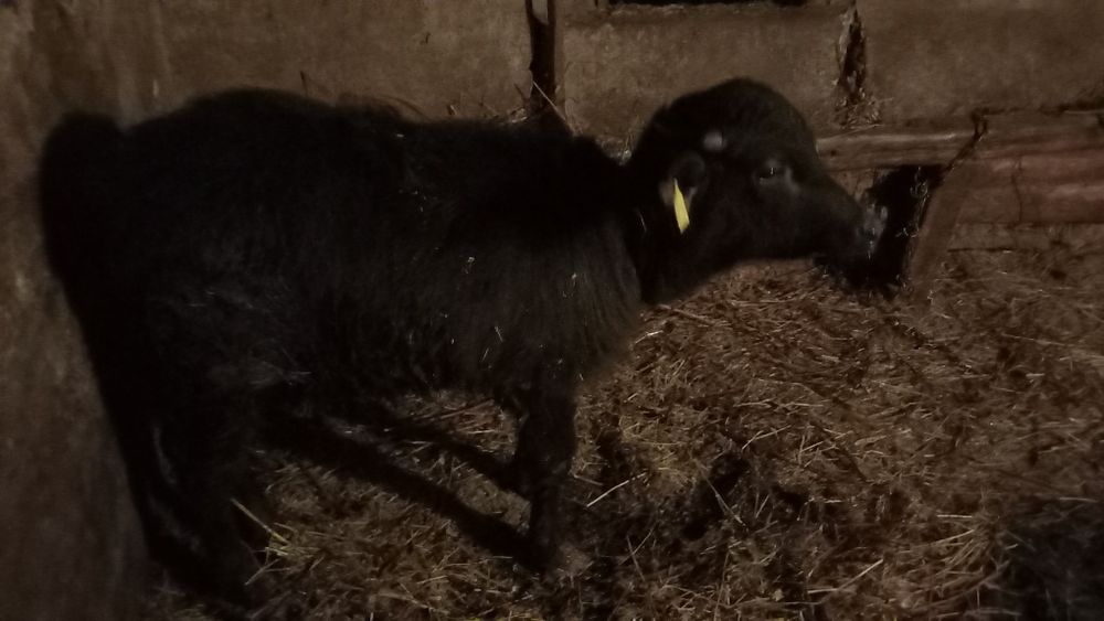 Se vinde un vițel de bivol de 3 luni și o vitea de vaca de 10 luni