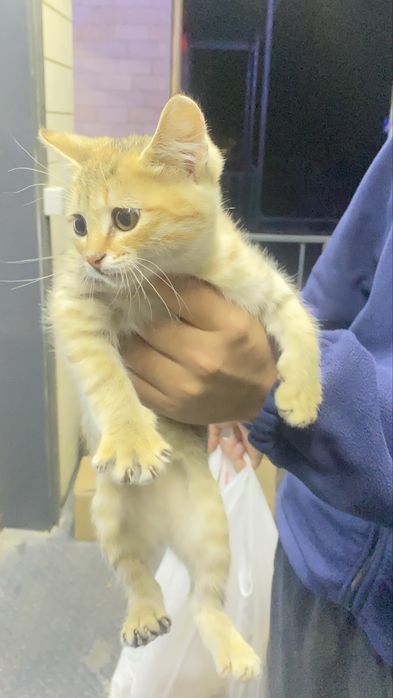Очень красивый мальчик котенок полупородистый
