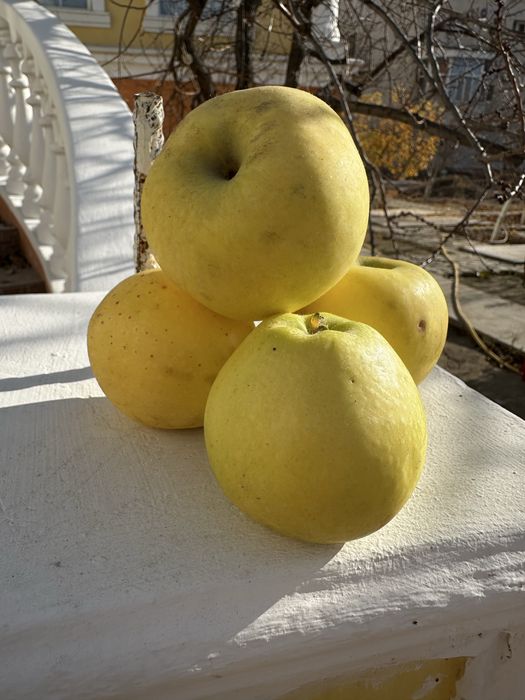местные яблоки!