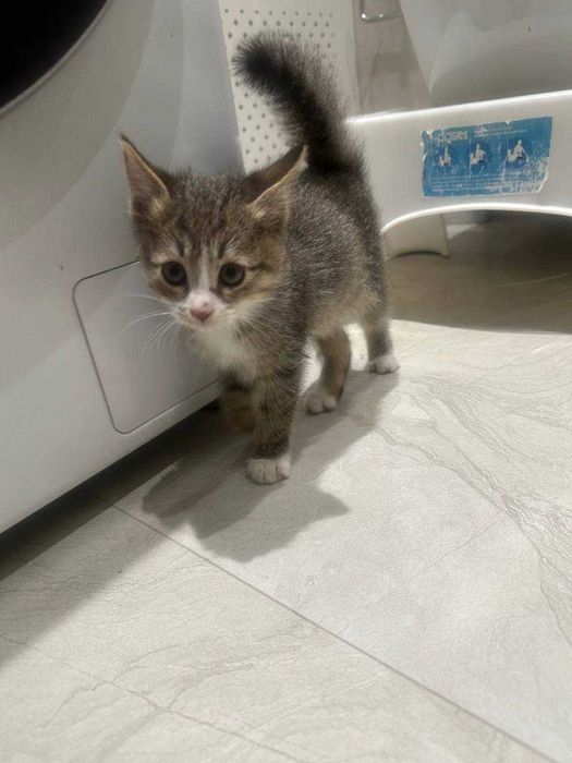 Отдам котят бесплатно