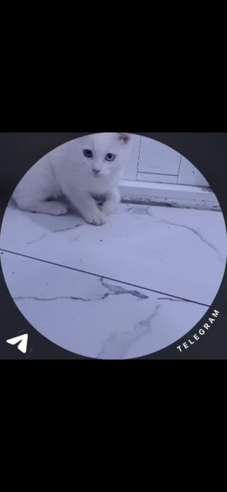 Honakilashgan qoʻlga oʻrgatilgan muhimi egasini yaxwi taniydi