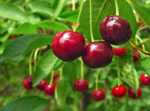 Visin (Soiul Crisana )