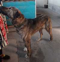 Продам собаку породы алабай 2.5 года