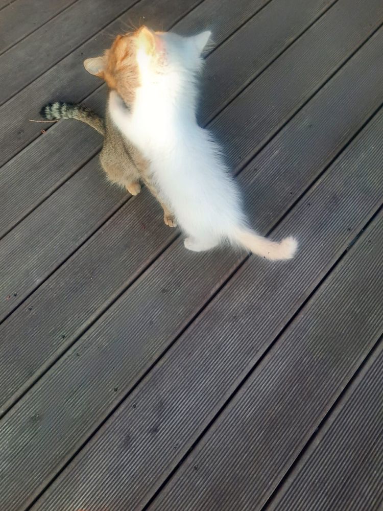 Котенок белый девочка 2 месяца