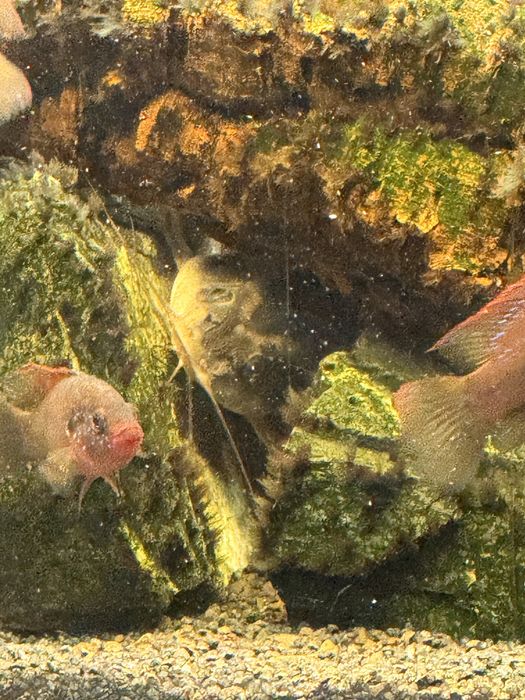 Аквариум оборудван с риби 160 литра