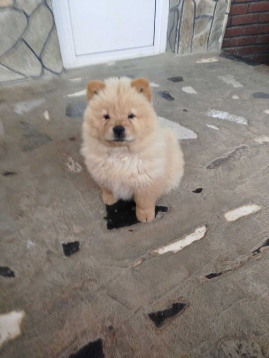 Продавам кученца  чау-чау