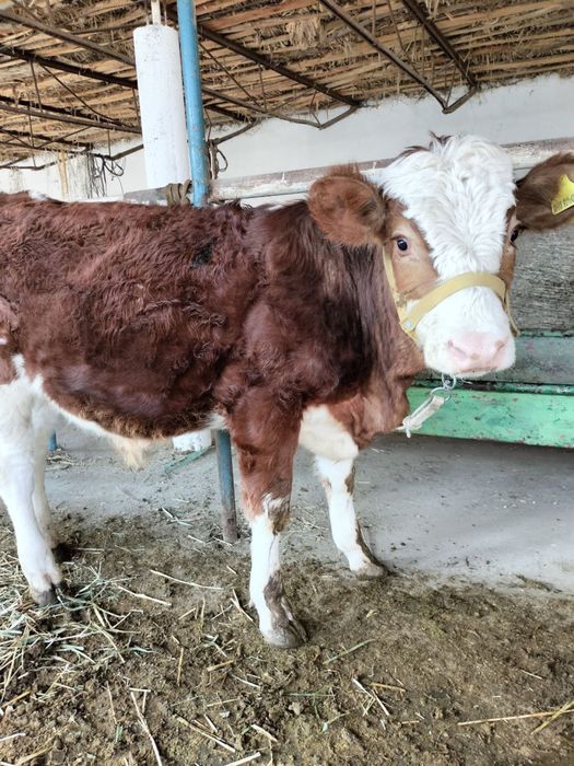 Semental srochna sotiladi