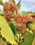 Vand struguri de vin productie 2025 avem toate soiurile