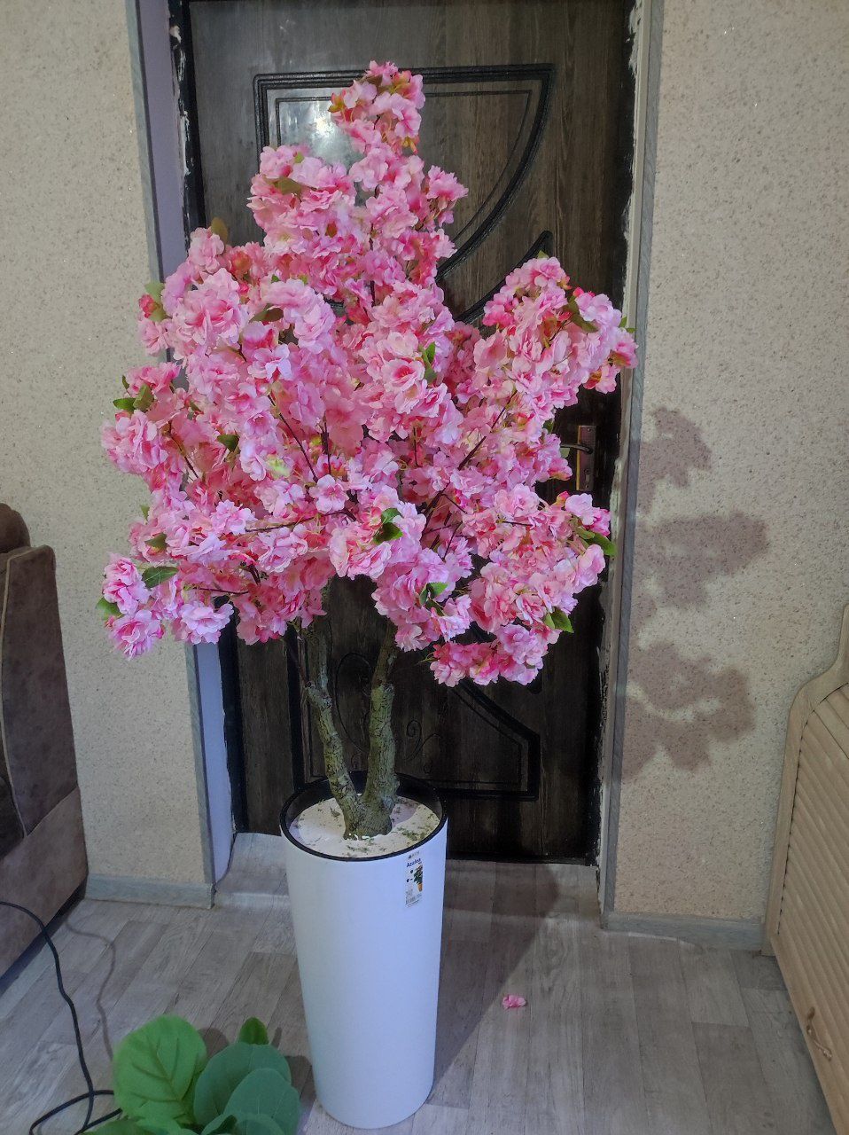 Сакура дарахтлар
