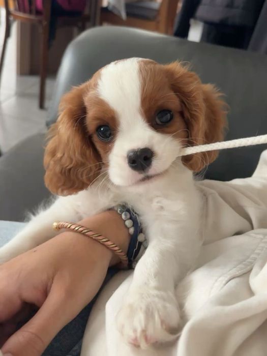 кавалер кинг-чарльз-спаниель отдам в добрые руки