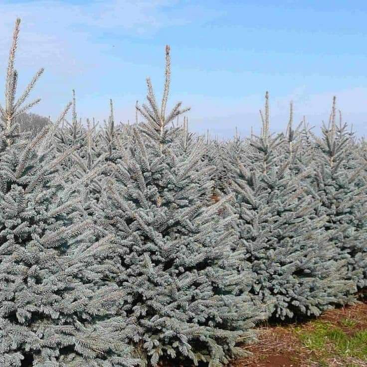 Plante ornamentale pentru gradina ta