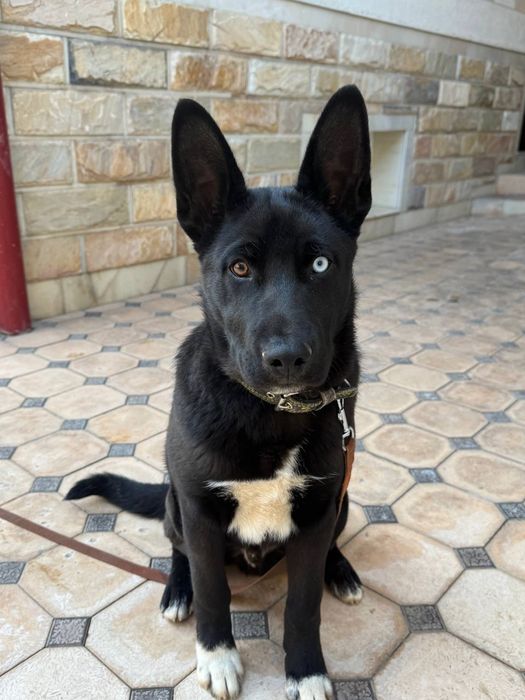 Щенок чёрный хаски!