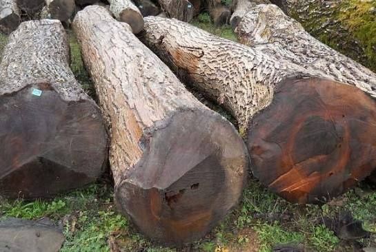 Орех Йонгок дарахт сотилади катта