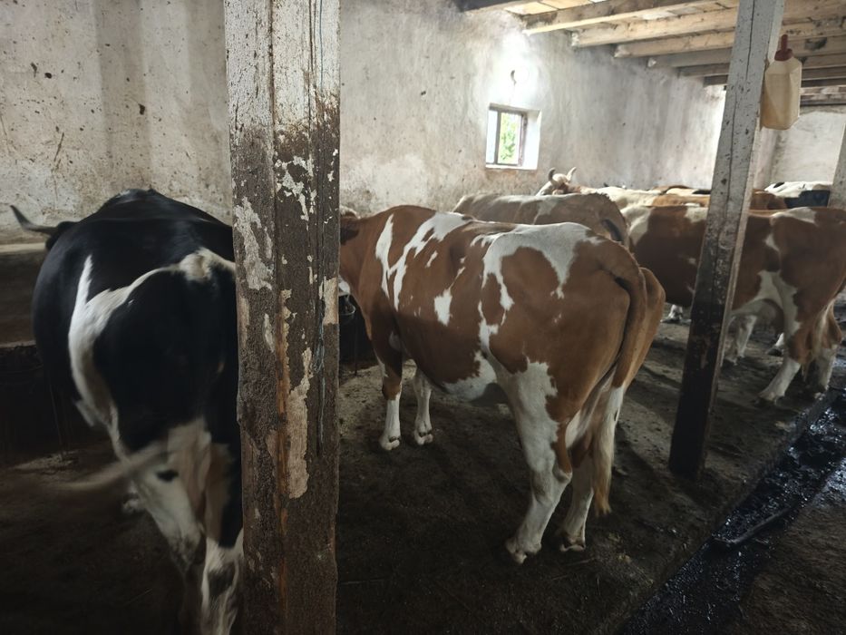 Ofer spre vanzare 42 buc vaci cu lapte
