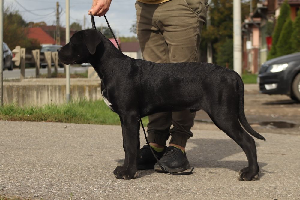 Mascul Cane Corso – 5 luni, cu pedigree