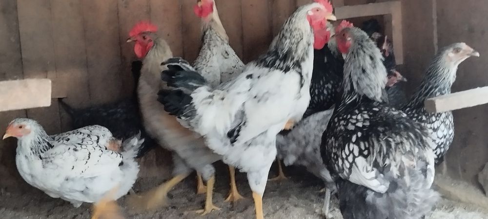 Cocosi de vanzare