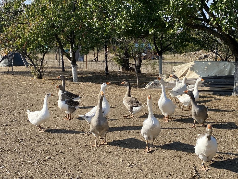 Gâște de casă,crescute natural