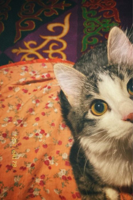 Кошка девочка бесплатно