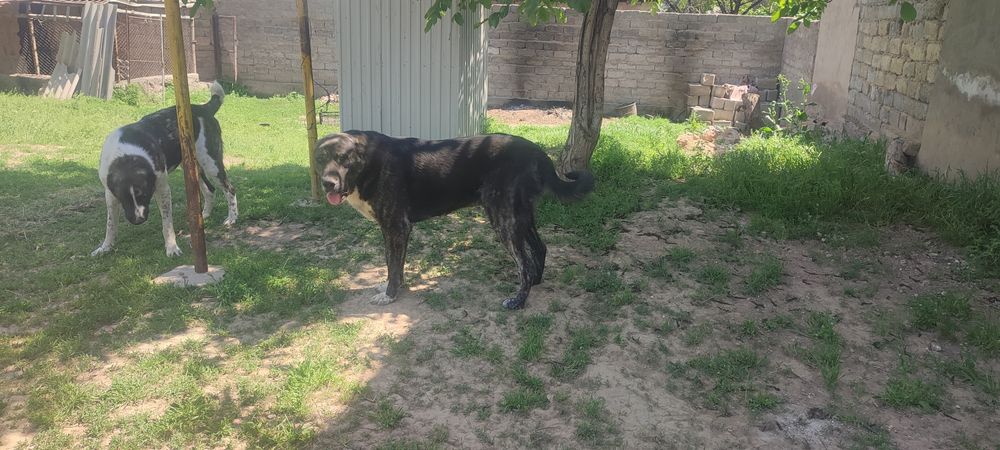 Алабай сатылады Алабай