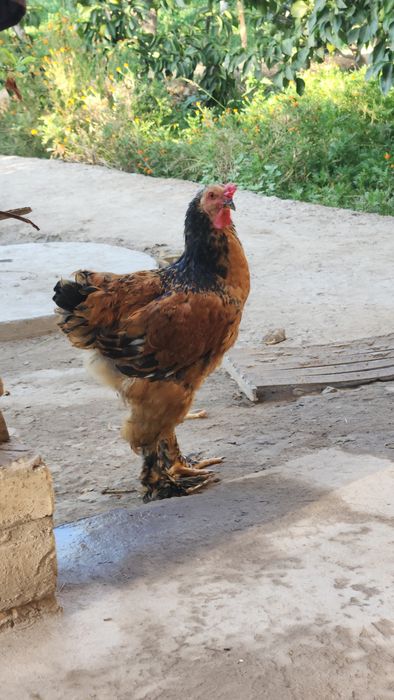 Brama xo'roz sotiladi.