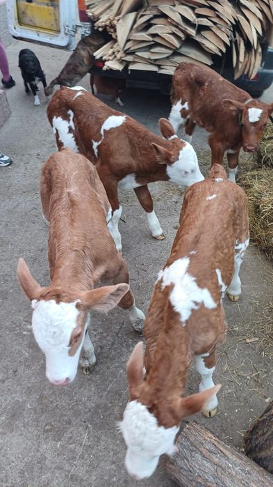 Aduc vitei bălțată românească la comanda