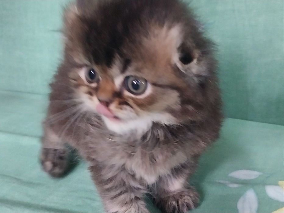 Скоттиш фолд хейланд  Скоттиш страйт хейланд