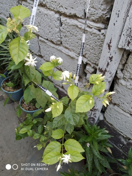 Доставка цветов хона оффес гуллари