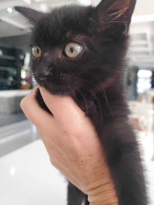 Очарователно черно котенце търси дом.