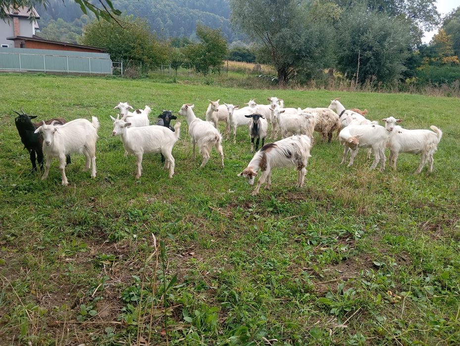 Iede de vânzare.