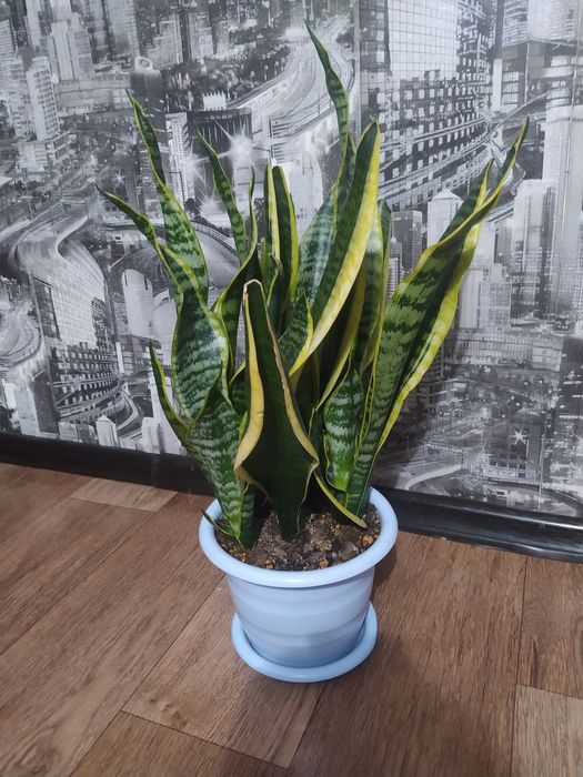 Продаю 4 цветка ( все вместе)  15 тыс. Сансивьерия Юка Миля Монстера