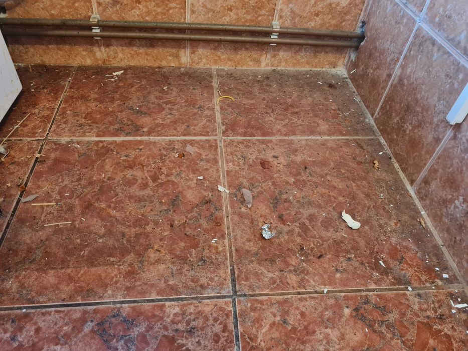 Servicii de curățenie, Amenajare gradini, curti, Desinsectie cu Abur