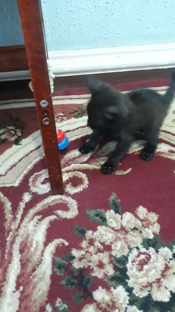 отдам в добрые руки котёнок возрает 1 месяц игривый ласковый  знает ло