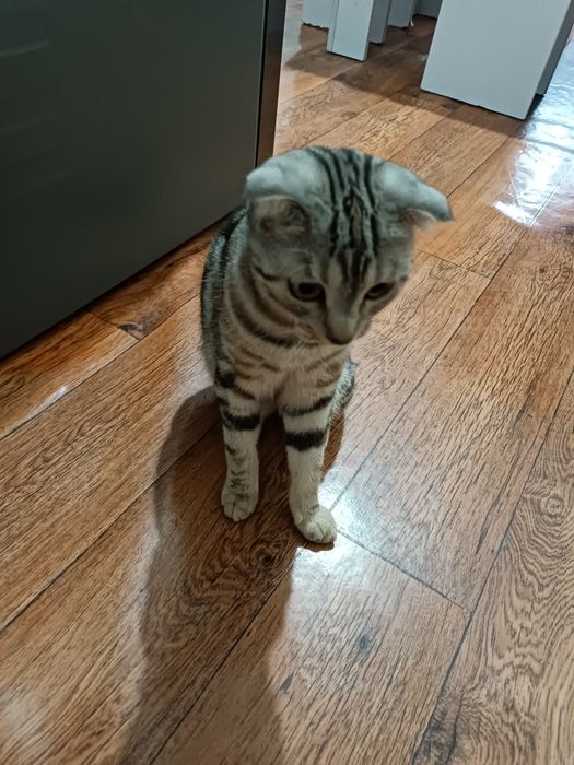 Вислоухая девочка