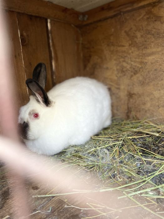 Кролик парода:Калифорния