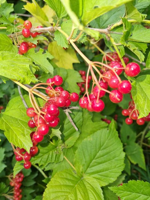 Продам КАЛИНУ. Экологически чистая. Витамины на зиму! Самосбор!