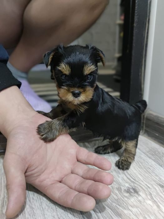 Йоркширские терьеры мальчики