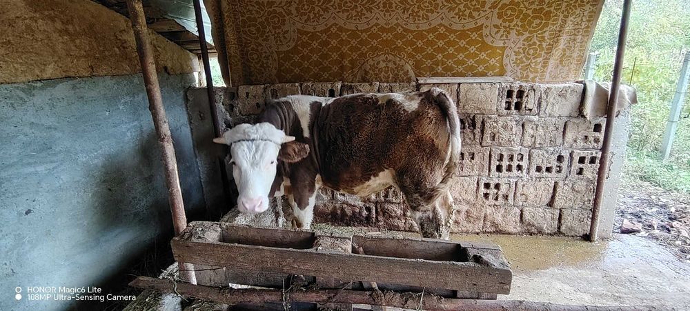 Vând tăuraș vârstă 11 luni