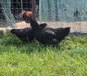 Puicuțe și cocoși Marans negru arămiu