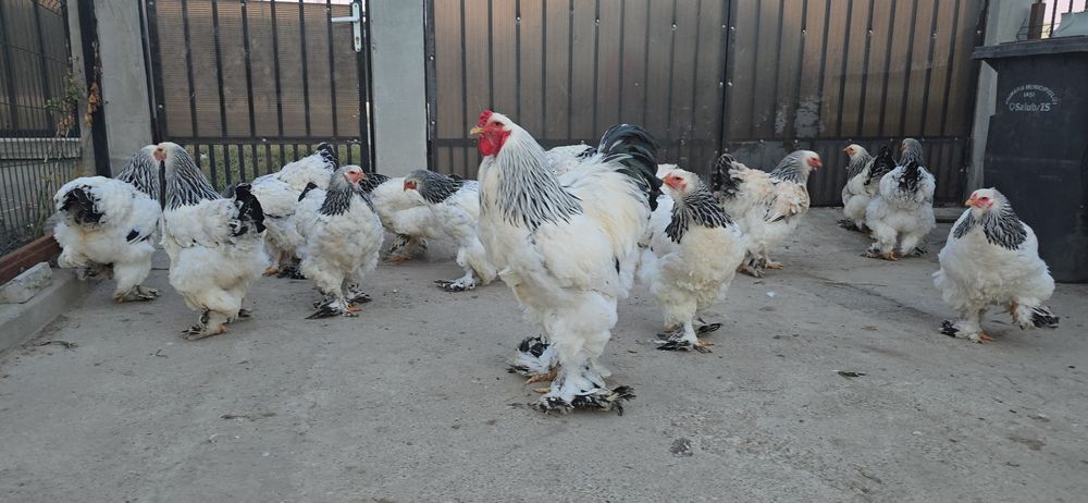 Brahma Herminat Deschis