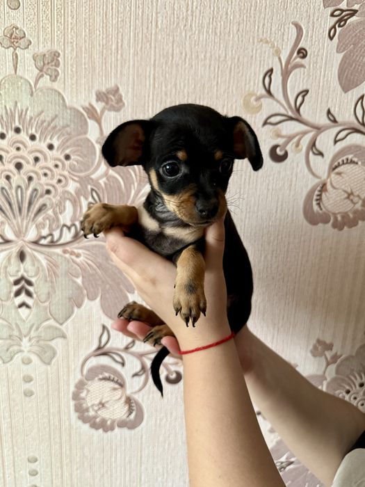 Очаровательные щенки русского тоя