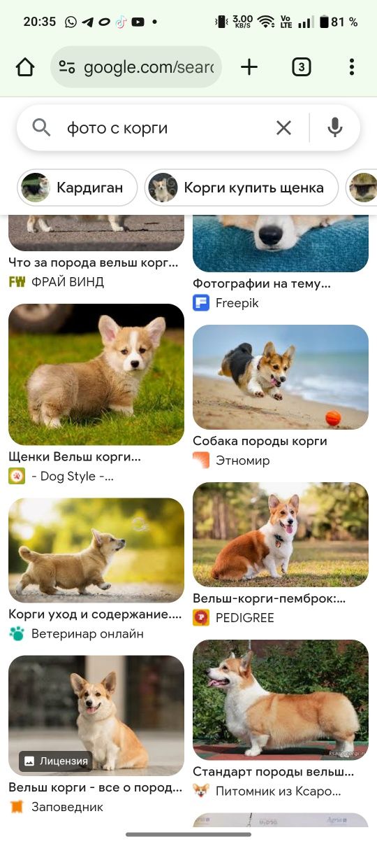 Щенки вельш корги