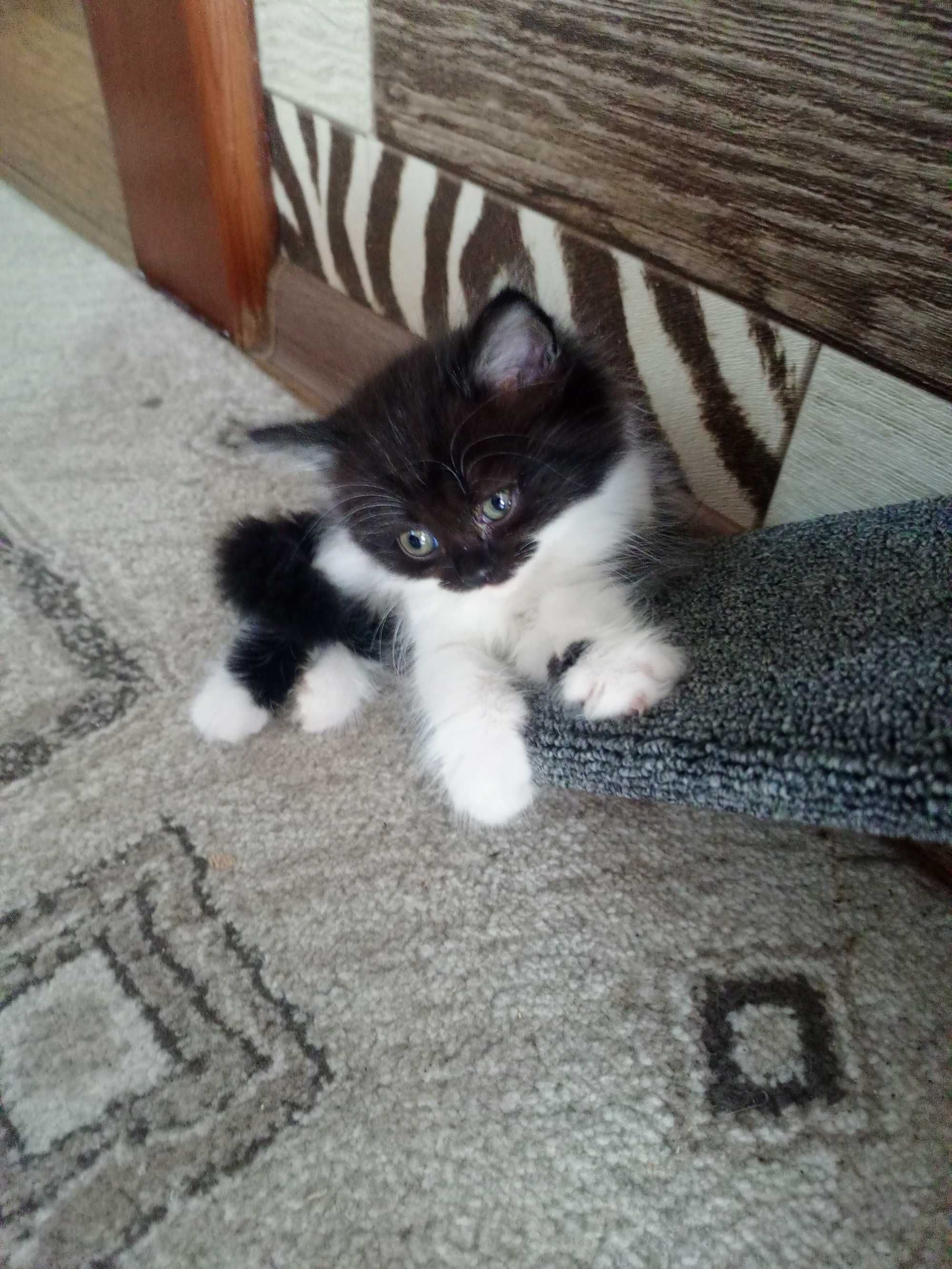 Котята бесплатно