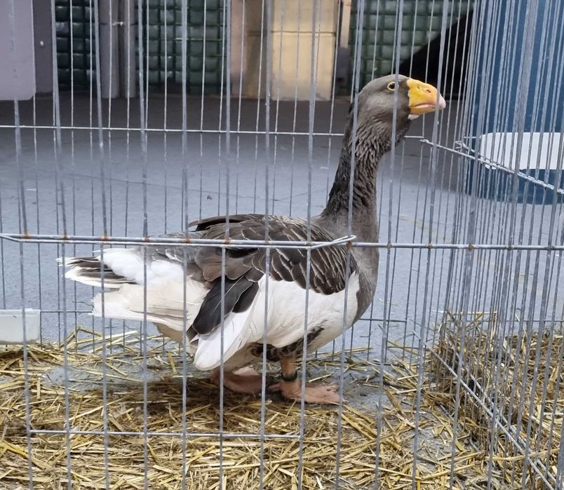 Gaste Tula (familie de 1 gascan + 2 gaste)