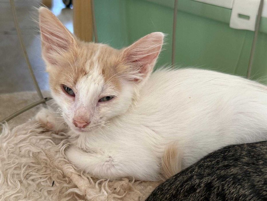 Adoptie pisicuta - ia ma acasa si te voi iubi neconditionat