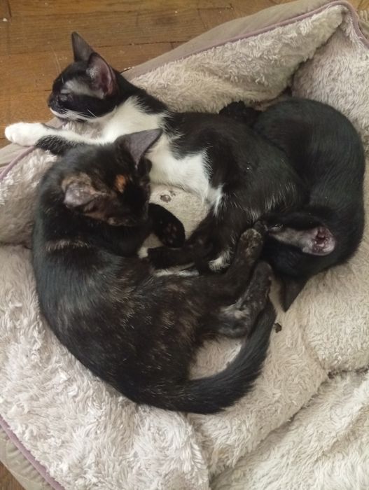 Pisicuțe de apartament pentru adoptie