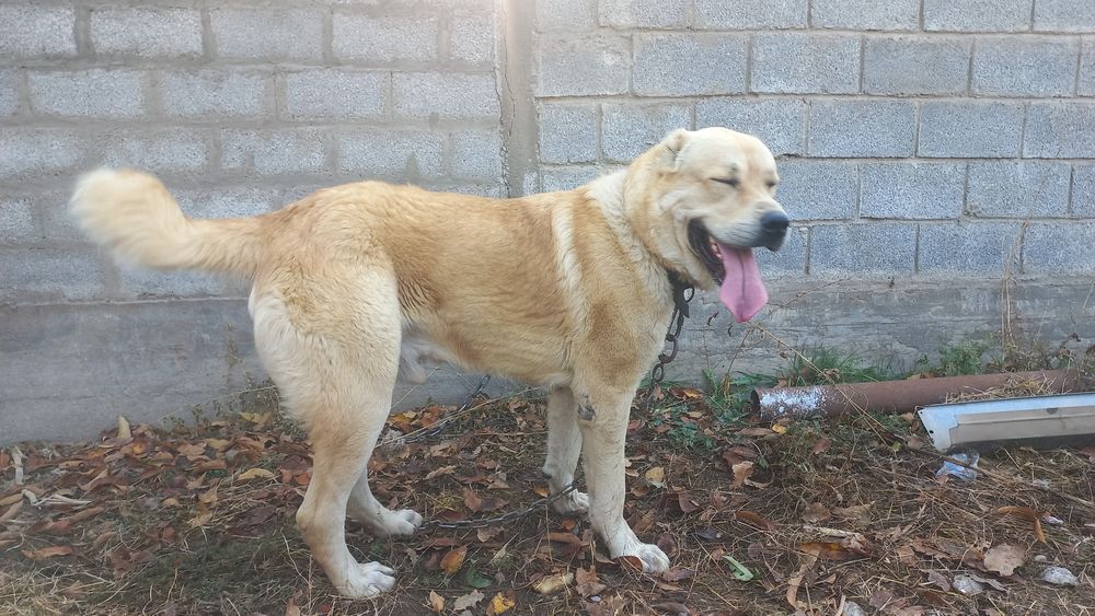 Қазақы төбет жас 1,3 айлық