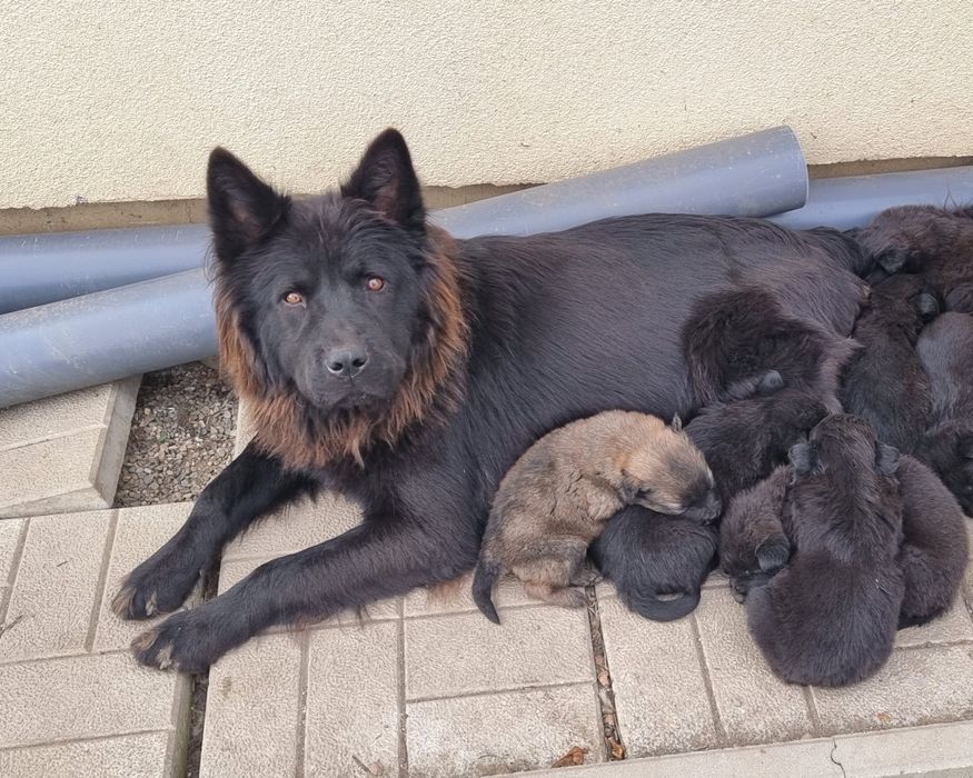 Căței spre adopție