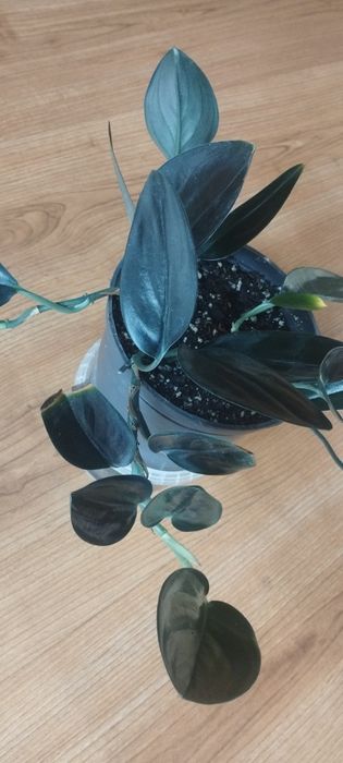 Сцендапсус Даркформ (черный )