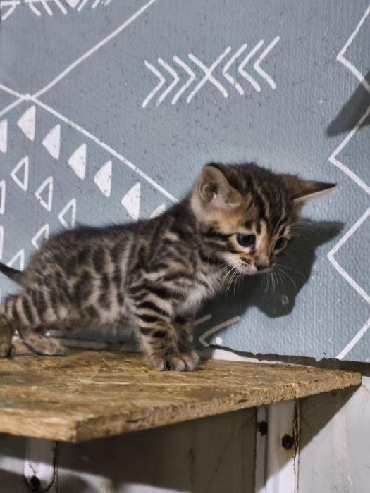 Bengal rasa pura