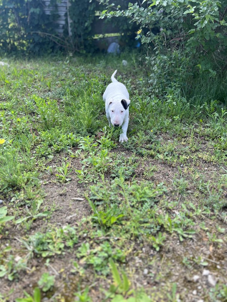 Pui Bull Terrier, pedigree, vaccinat, deparazitat etc bullterrier